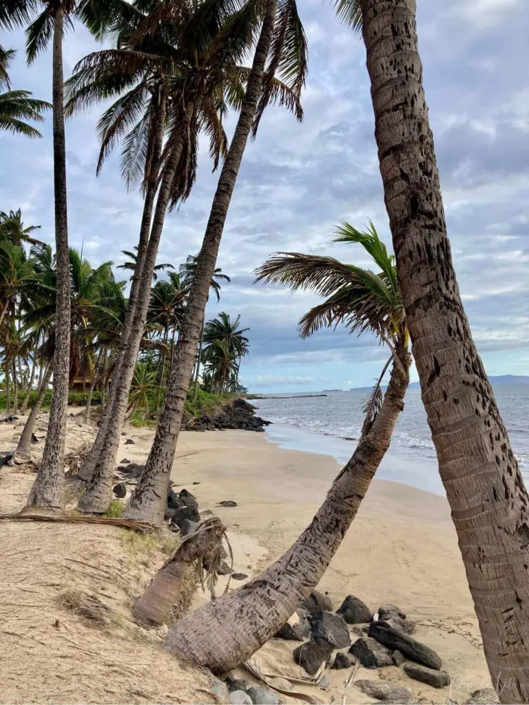 Un palmier sur la plage en voyage à Hawaii