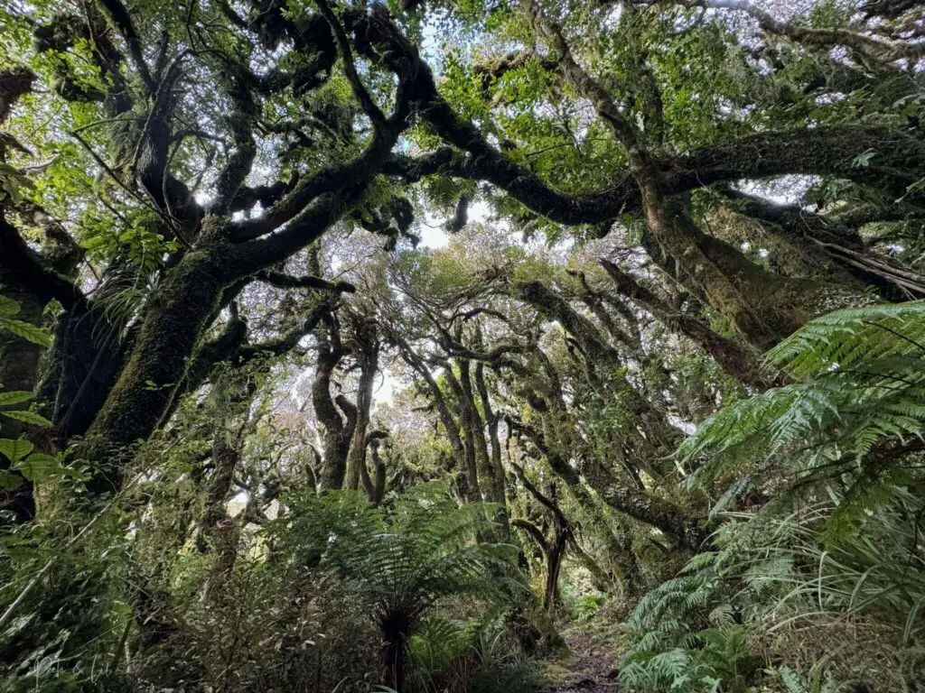 La Goblin Forest au mont Taranaki en Nouvelle-Zélande