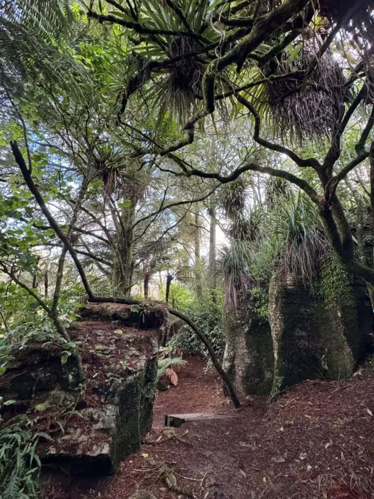 Un sentier de marche à Waitomo en Nouvelle-Zélande