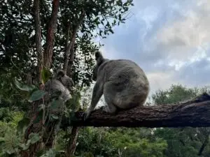 Deux koalas sur une branche en Australie