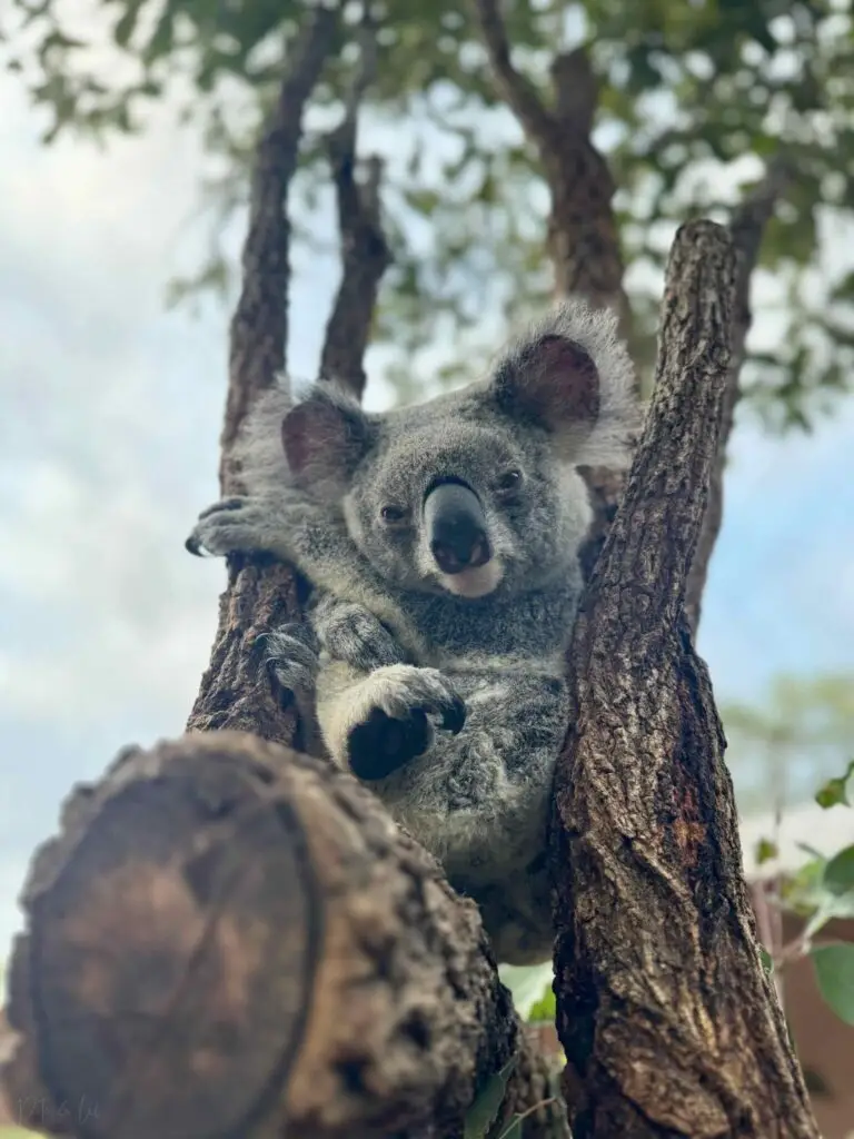 Gros plan d’un koala qui regarde vers la caméra à Australia Zoo, Sunshine Coast