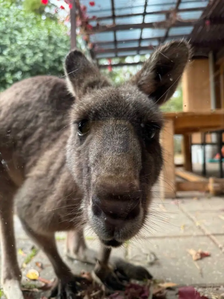 Un kangourou qui regarde à l’intérieur par la fenêtre