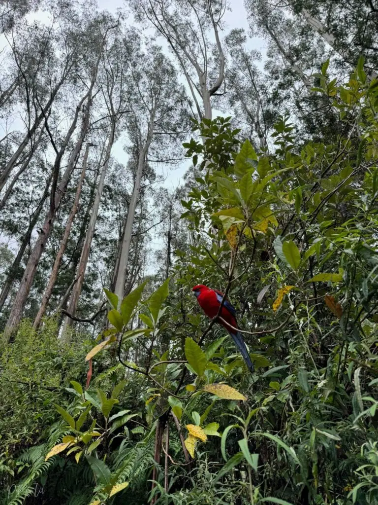 Une perruche de Pennant sur un arbre en Australie