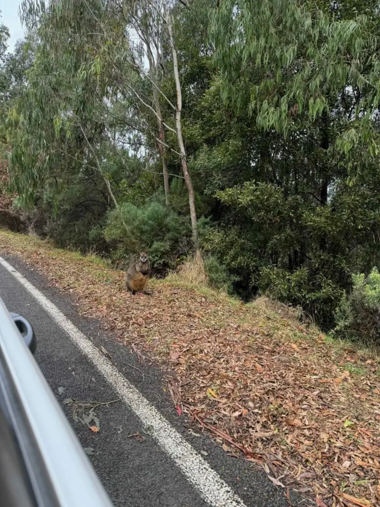 Un wallaby sur le bord de la route en Australie