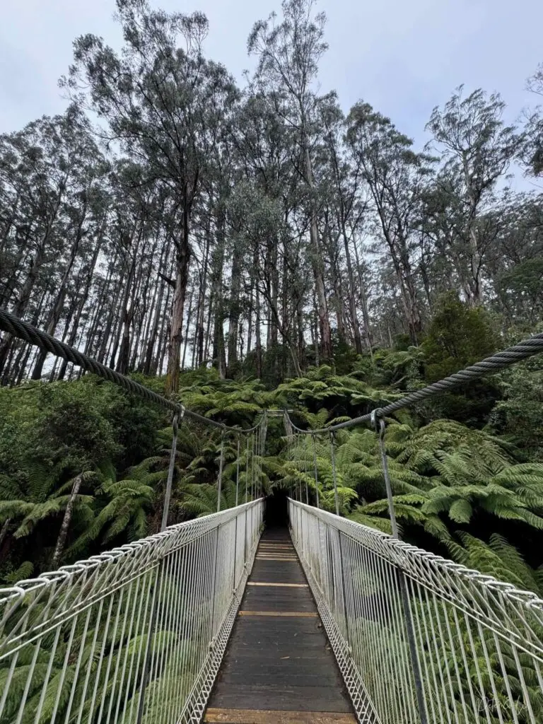 Un pont suspendu dans une forêt d’eucalyptus en Australie