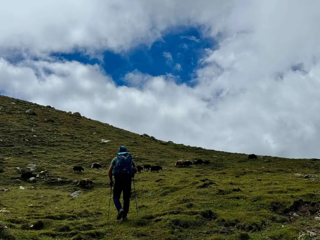 Randonneur et troupeau de yaks dans la vallée