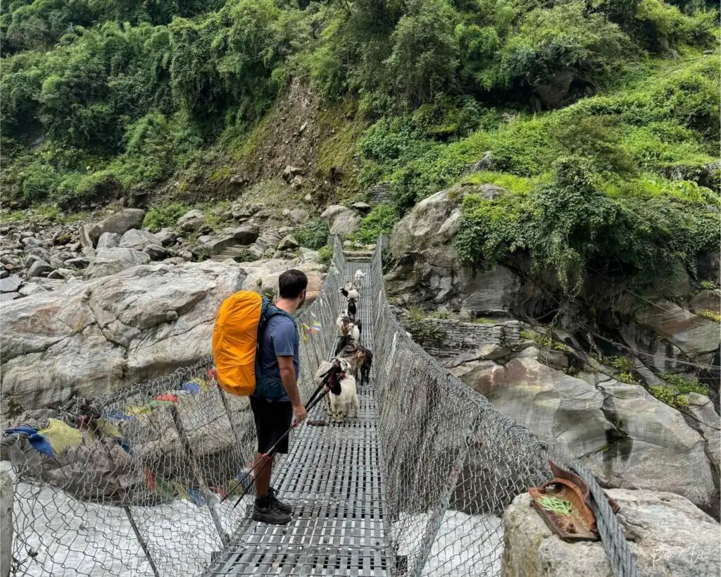 Chèvres de montagne sur un pont suspendu avec randonneur