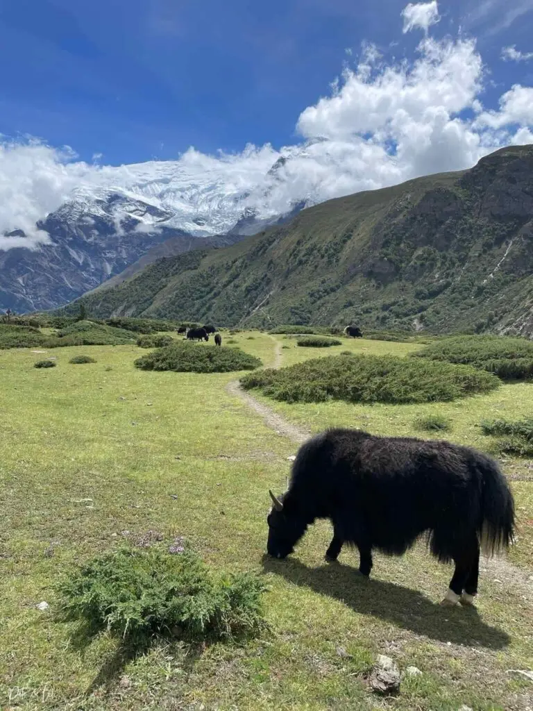 Vallée avec yaks sur le sentier de trek