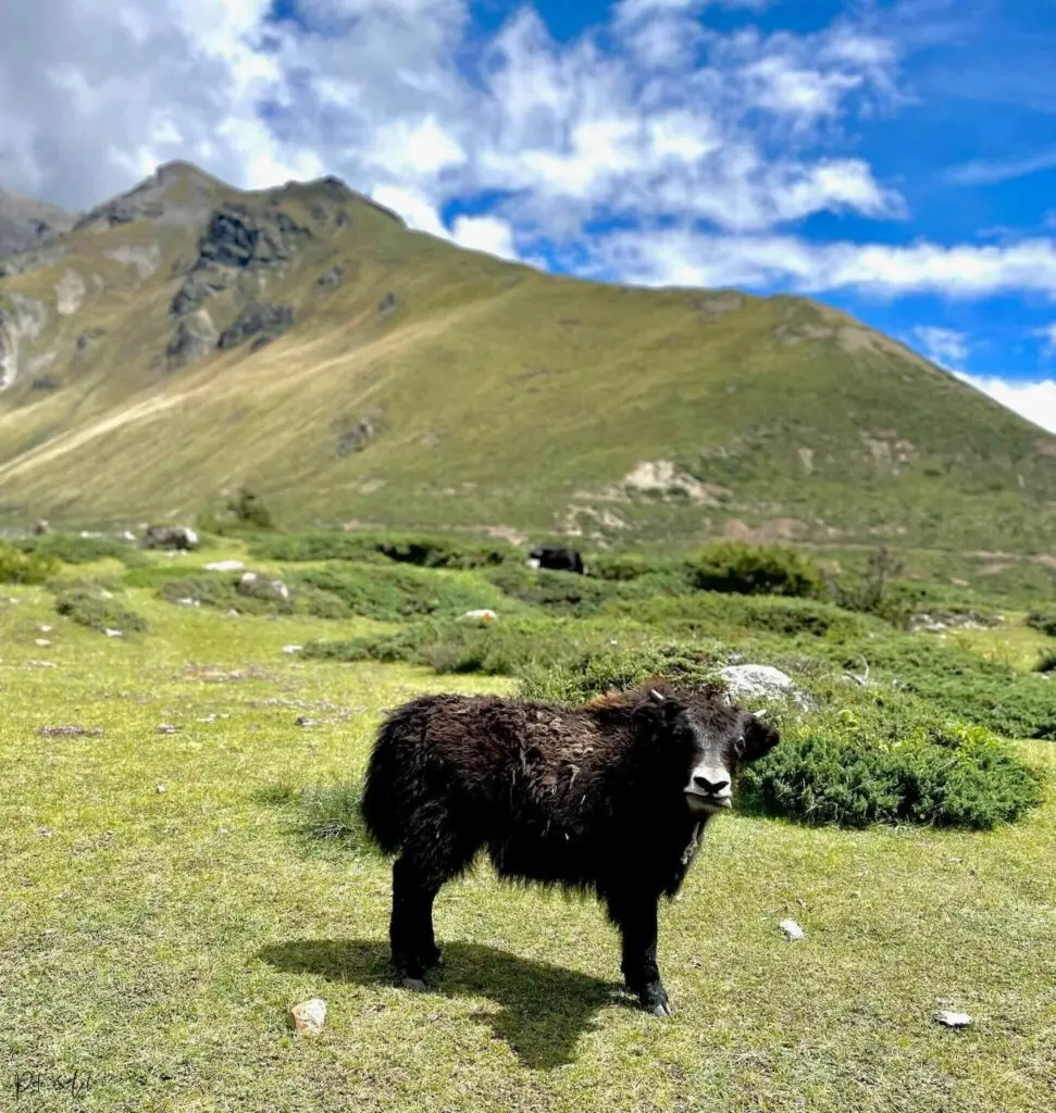 Bébé yak regardant l’objectif de la caméra