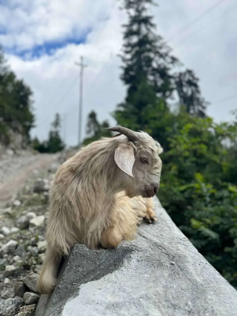 Chèvre de montagne couchée sur un muret en bord de route