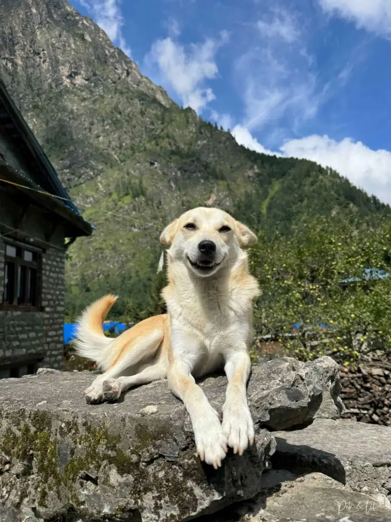 Chien au soleil sur un muret du village