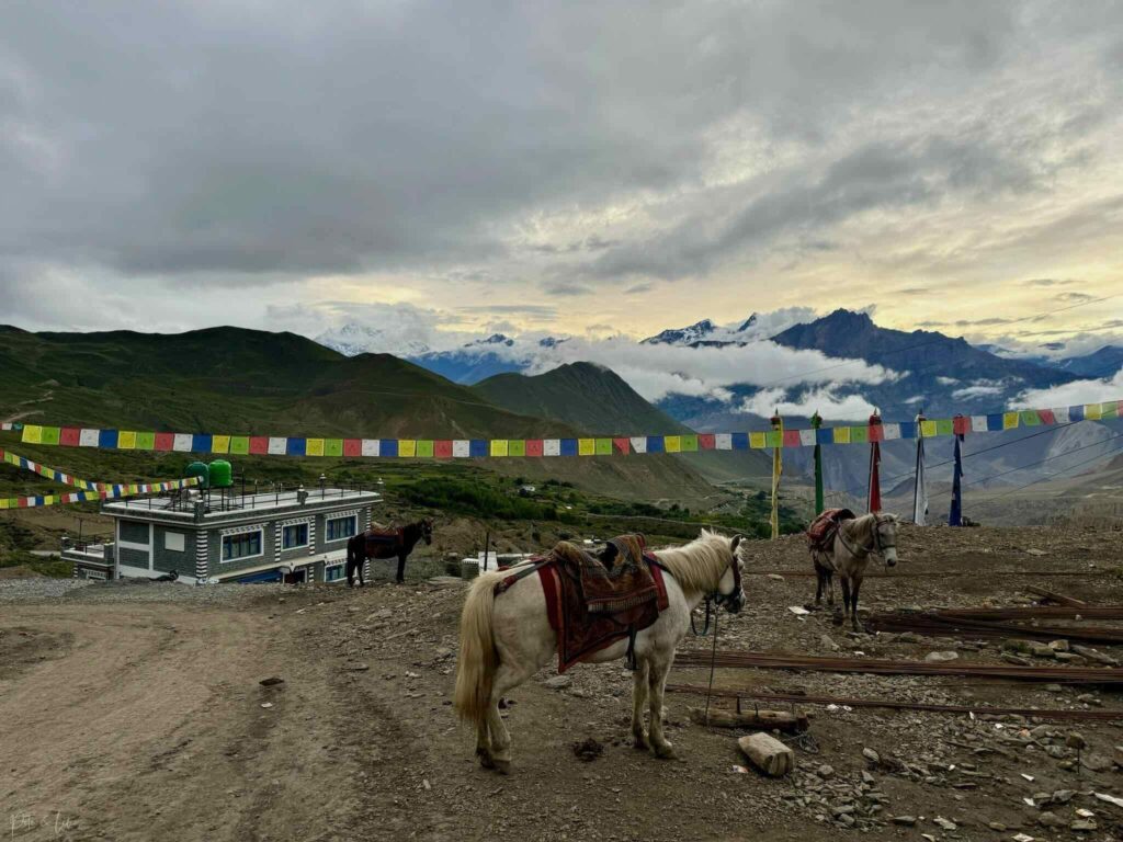 Chevaux au premier plan avec montagnes en arrière-plan