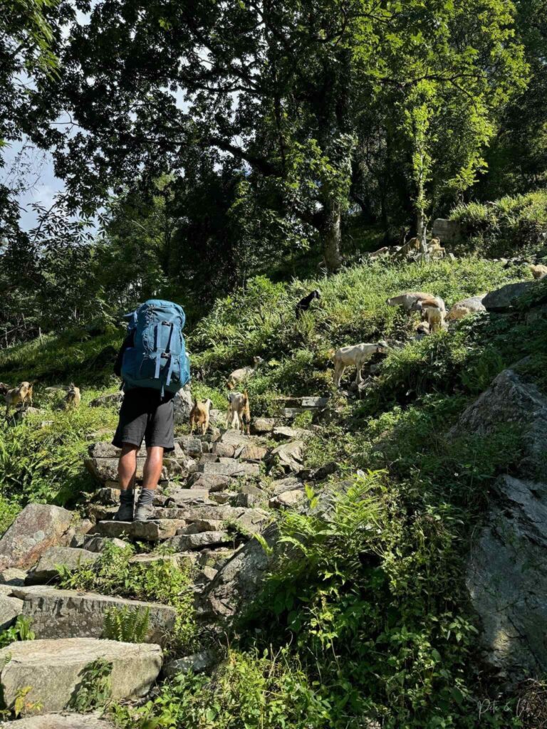 Randonneur sur escalier de pierres avec chèvres