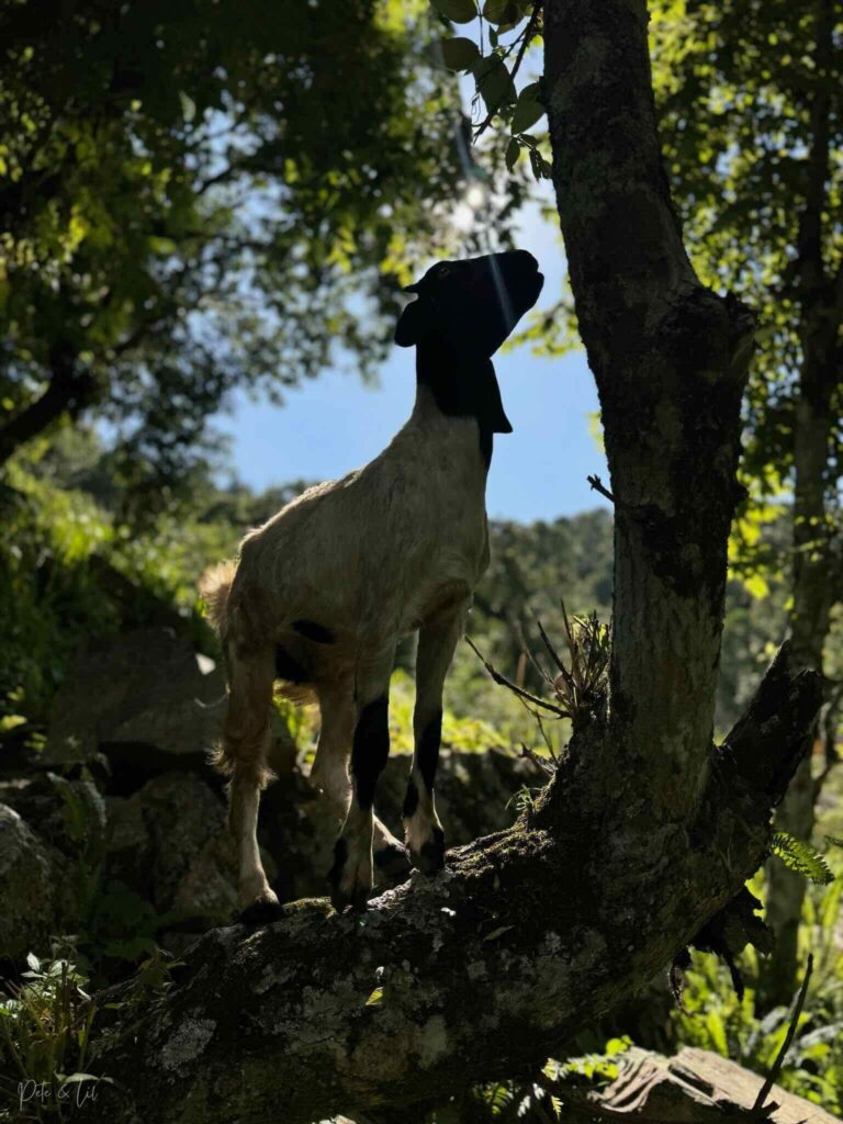 Chèvre tentant d’atteindre des feuilles dans un arbre