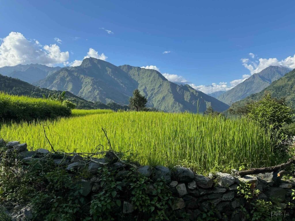 Rizière entourée d’un muret de pierres avec vue sur les montagnes