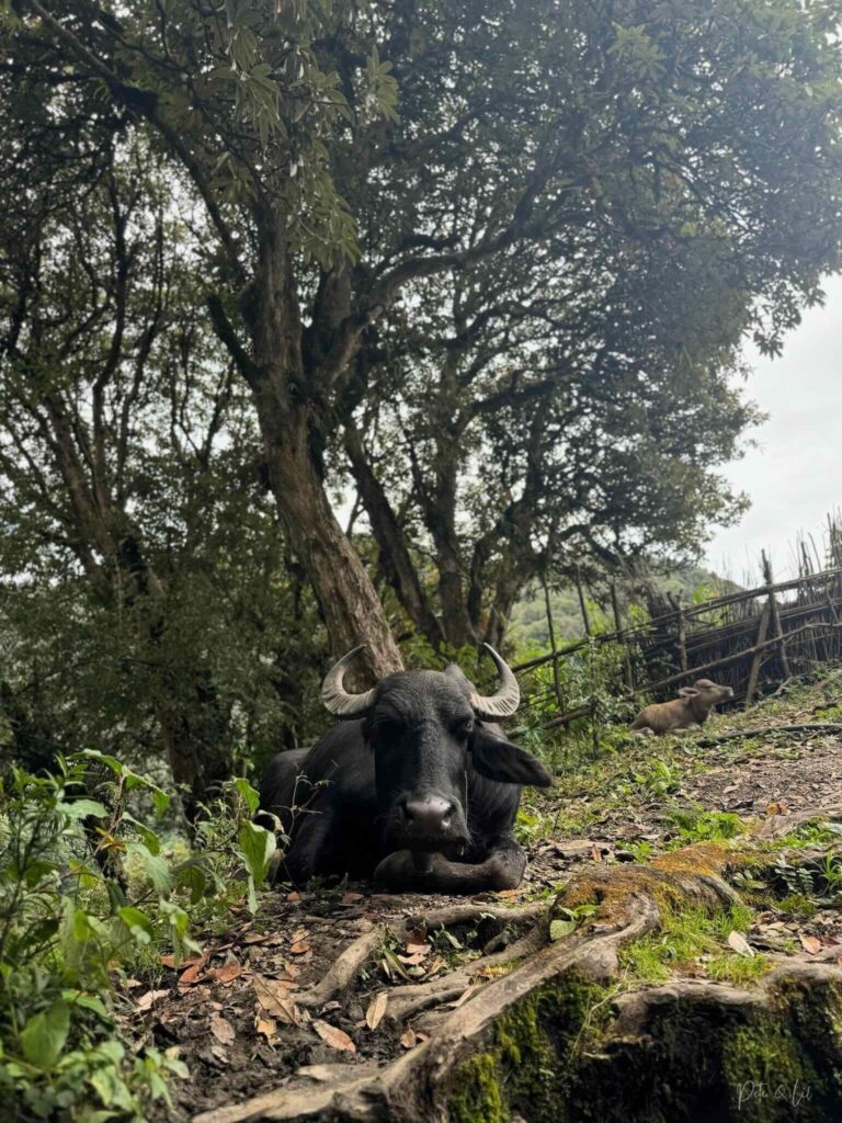 Buffle d’eau et son bébé