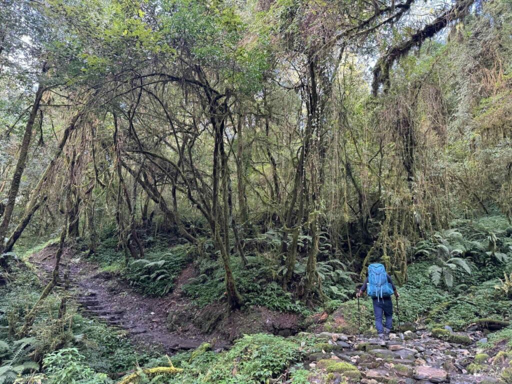 Randonneur sur sentier ombragé sous les arbres