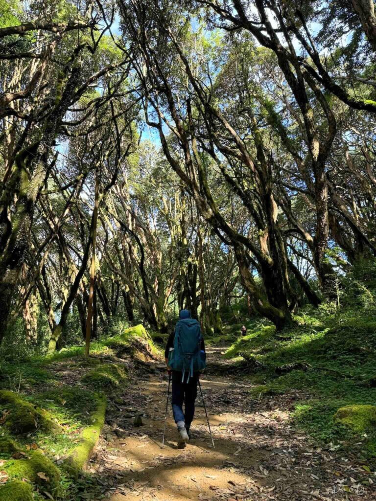 Randonneur marchant dans la forêt
